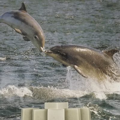 Dolphins swimming with soap stacked at the bottom.